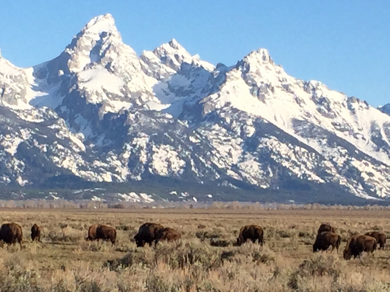 Jackson Hole, Wyoming – moose, bison and bears – oh my!